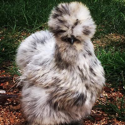 Showgirl Silkies for Sale 